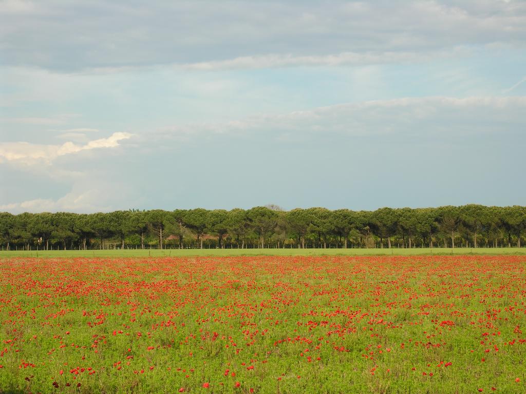 Appartamenti Mirella Bibione Exteriér fotografie